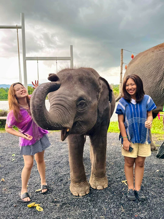 Kerchor Elephant Family Phuket Price